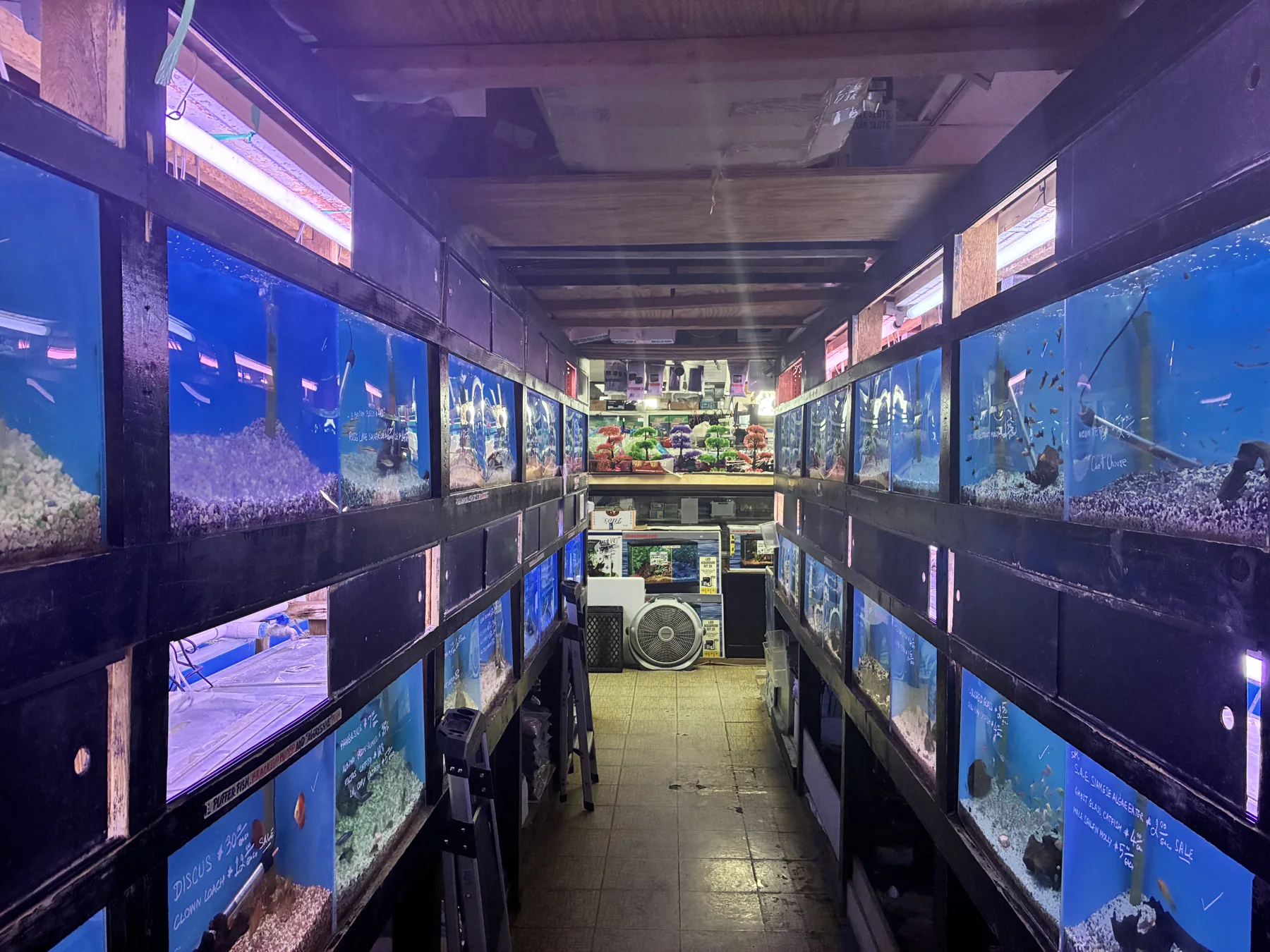 Rows of illuminated aquariums inside 405 Tropical Fish in Westminster