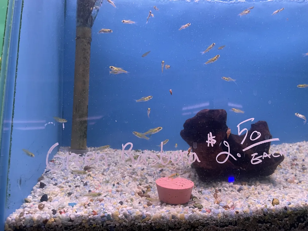 Small fish in an aquarium with handwritten pricing on the glass